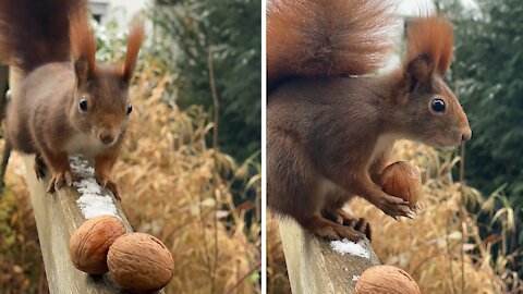 Squirrel makes thorough walnut inspection before running away with it