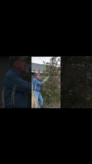 Tree Maintenance | When the SUCKERS Try to TAKE OVER