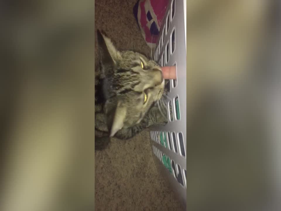 Cat has Some Fun with Laundry Basket