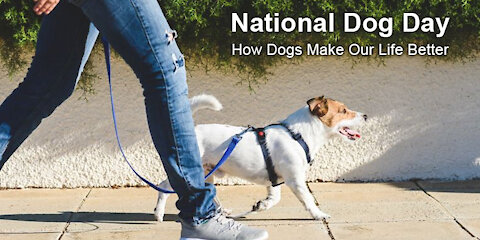 National Dog Day – How Dogs Make Our Life Better