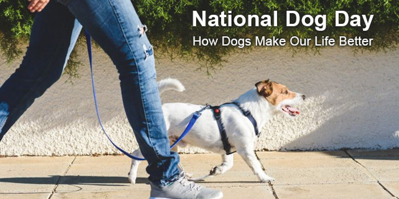 National Dog Day – How Dogs Make Our Life Better
