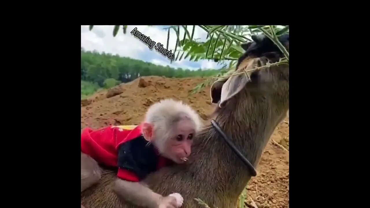 Amazing Friends Monkey And Goat #short #shorts #amazingshorts