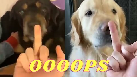 DOGS REACTION ON........