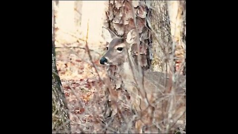 Deer in the forest (they found me)