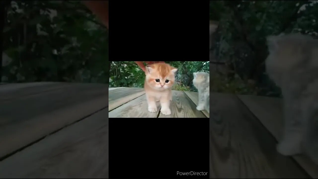 The funniest animals / Fun with cats and dogs @chcreation moratuwa
