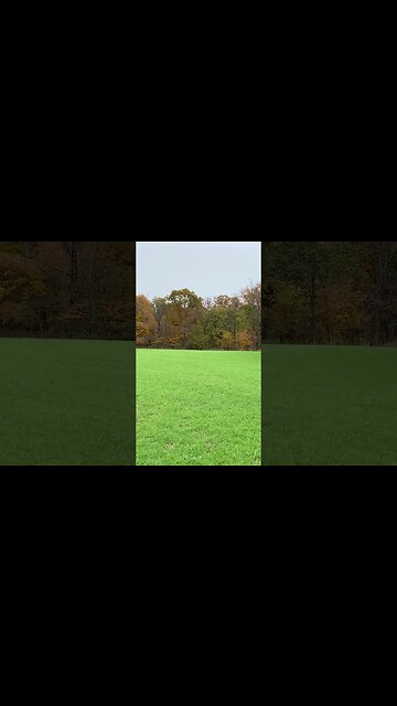 This is why you should plant cereal rye #deer #deerhunting #hunting #foodplot #shorts