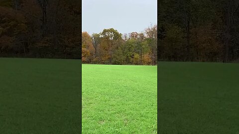 This is why you should plant cereal rye #deer #deerhunting #hunting #foodplot #shorts