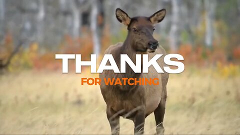 swamp deer