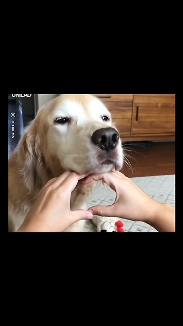 Dog Fails At Snoot Challenge