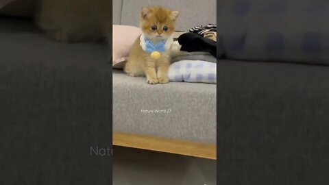 Kitten का मुंह देखो🤣Watch Kitten's Face👈