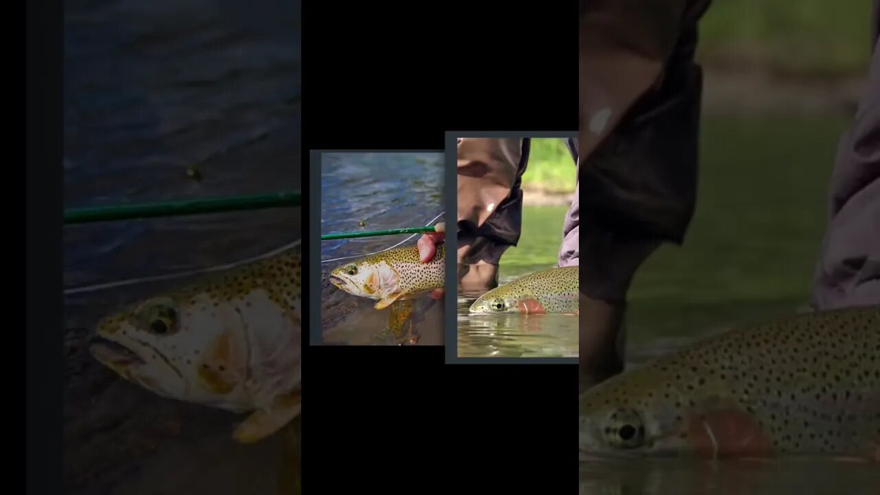 Trout Fishing