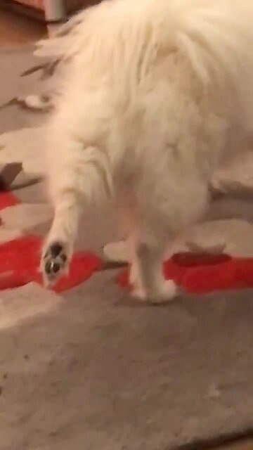 Stretching is a VERY important part of this dog's routine