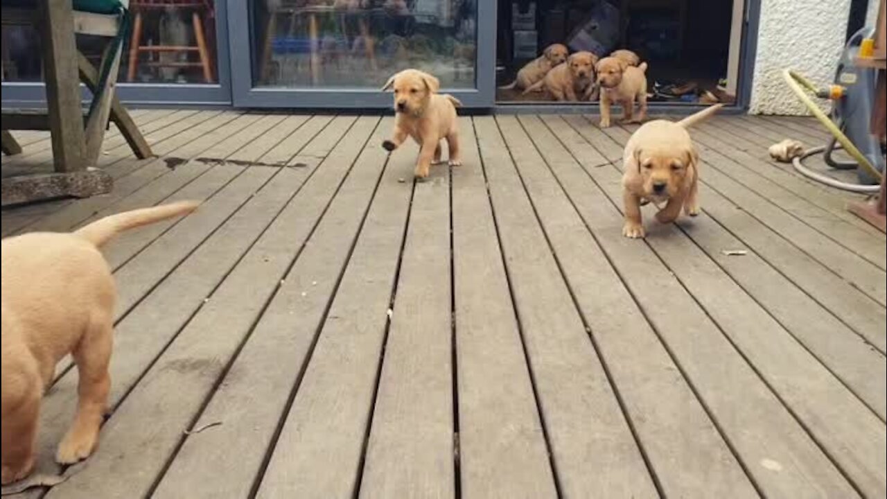 Pack of puppies excitedly rush the camera