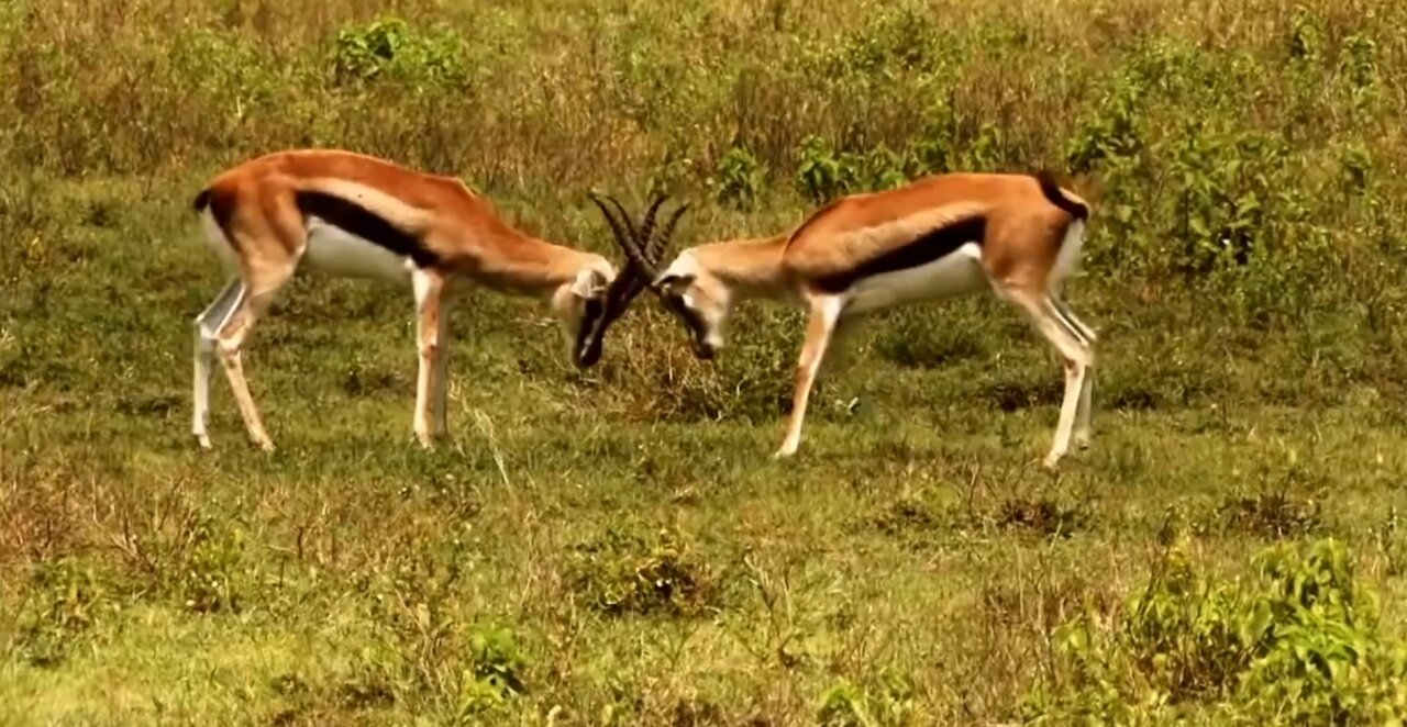 Beautiful wild animals.. Looking deeply and feel