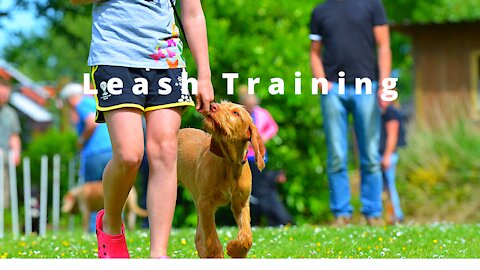 5 Minute Dog Training (Fast Results)