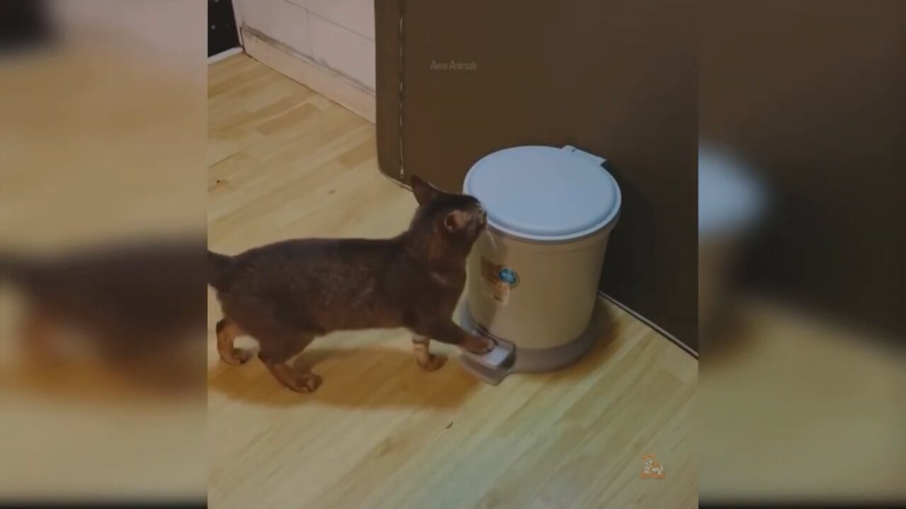 Cat Smart Like Human With This Owner - Cat Funny Videos