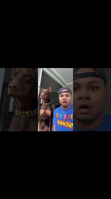 Dog Lovely Moments 🤣 #UbertainmentFun #Shorts #ytshorts #Dogs #Animals #Fun