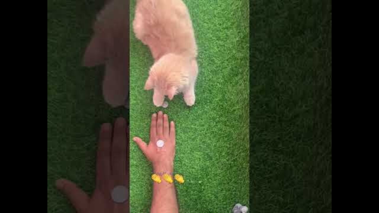 Training my cat π± ππto flip a coin