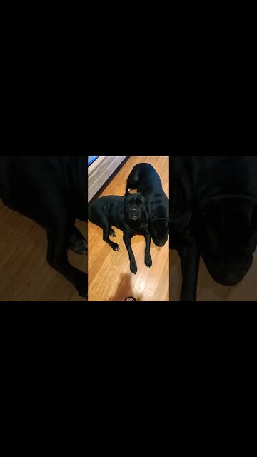 So this is unconditional love