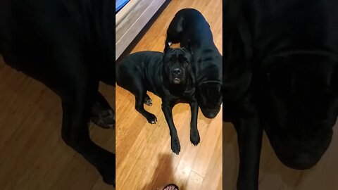 So this is unconditional love