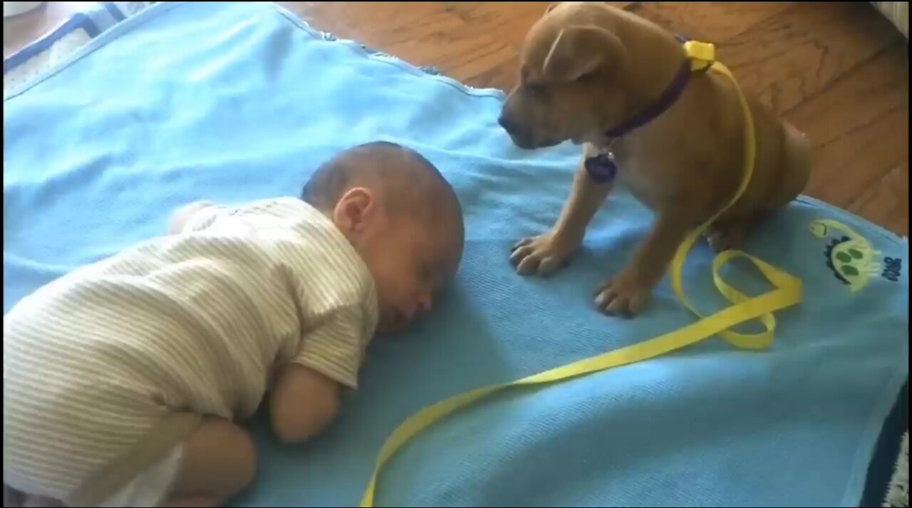 Sleepy Puppy Falls Asleep on Baby | Watch Viral Video