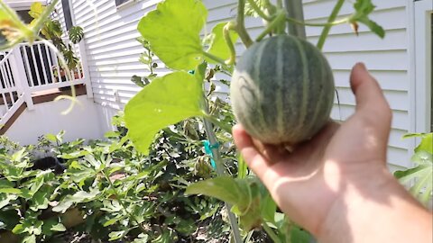 Vertical vs Horizontal: Cantaloupe & Muskmelon Production