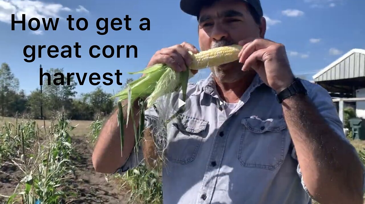 How to plant corn seeds for best results