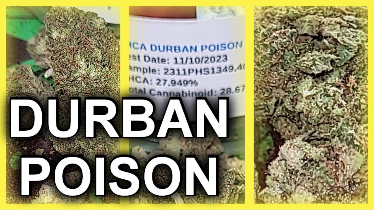 JK Distro Durban Poison THCA Flower Review | Potency, Flavor, and Effects Breakdown!