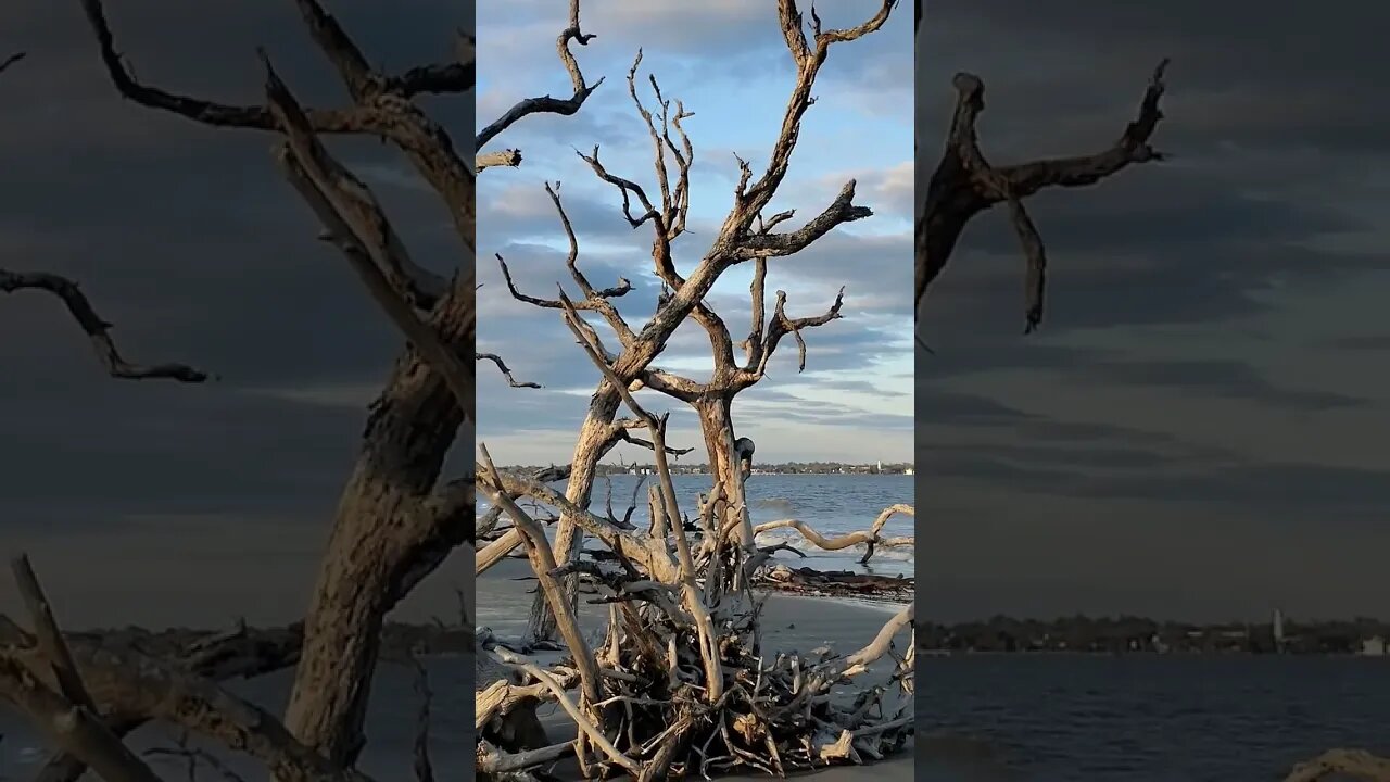 Driftwood Beach Ga #shorts