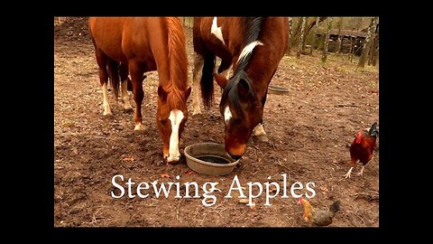 Stewing Apples in the cabin kitchen