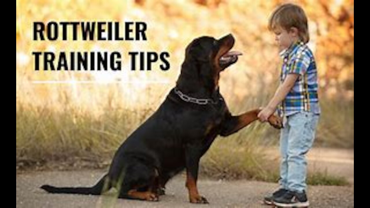 Rottweiler Guard Dogs Training 2021 | Rottweiler Dogs