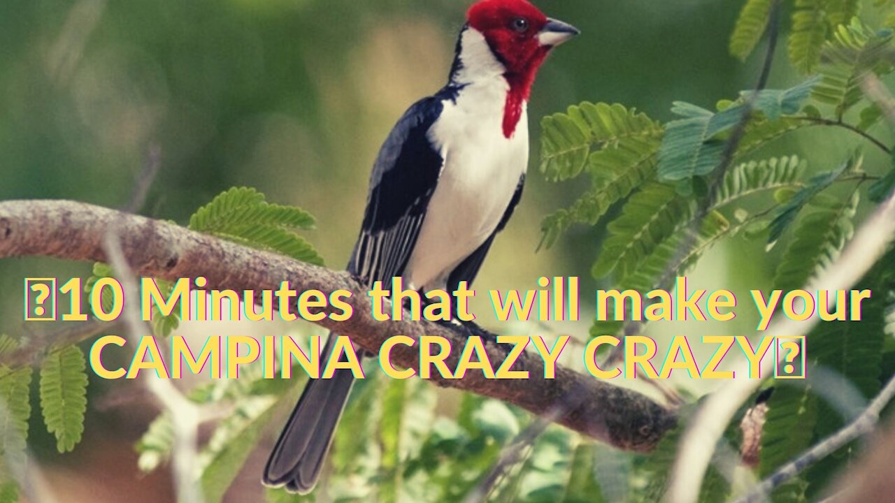 10 Minutes that will make your CAMPINA CRAZY CRAZY🦜🎵