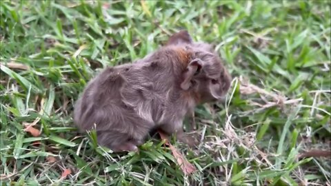 Baby Guinea Pig