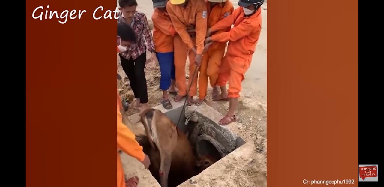Animals who asked people for help Kindness Videos that restored faith in humanity
