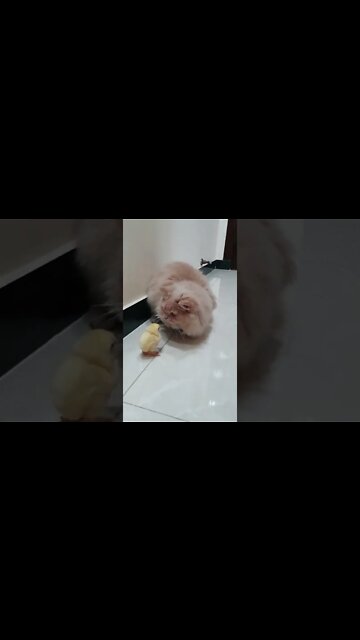 Cute 🥰 Chicks 🐥#Shorts #ytshorts #UbertainmentFun #Dogs #Animals #Fun