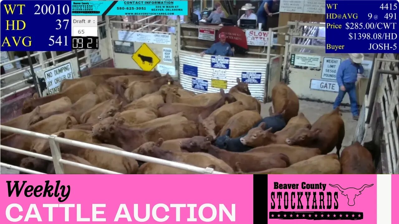 10/10/2023 - Beaver County Stockyards Livestock Auction