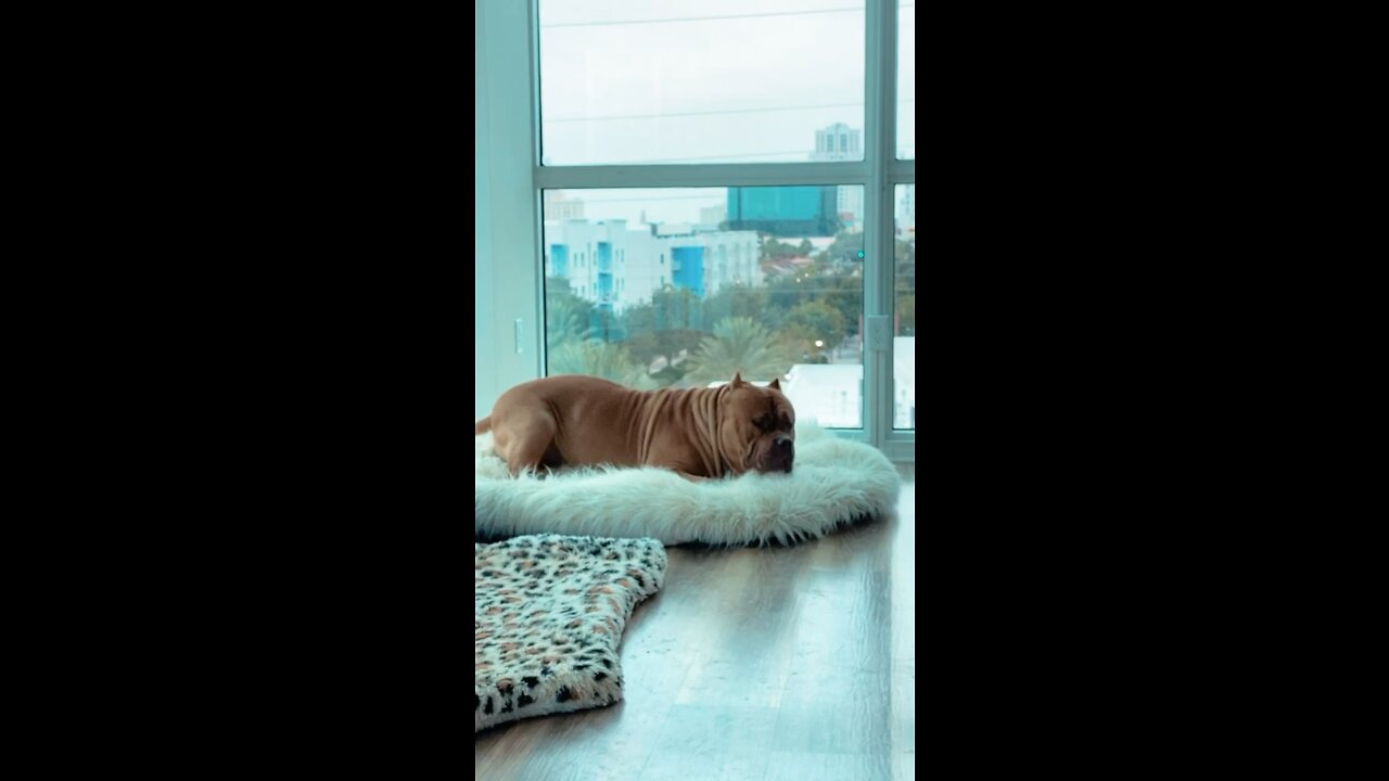 MASSIVE PIT BULL loves his fluffy cloud bed!! 🦁☁️😁