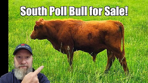 South Poll / Red Angus Yearling Bull for Sale @UncleTimsFarm
