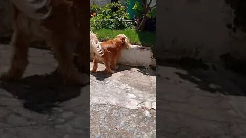 golden dog