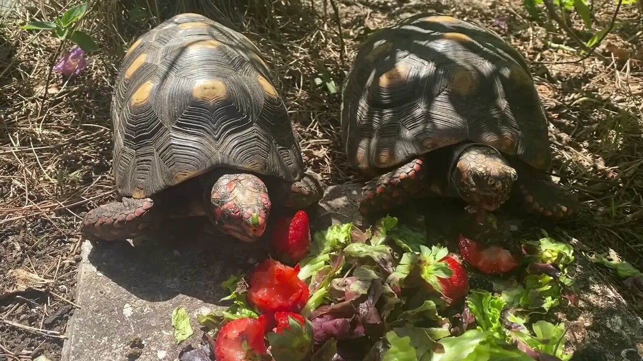 TheFamilyDoes: Our Red Foot Tortoises