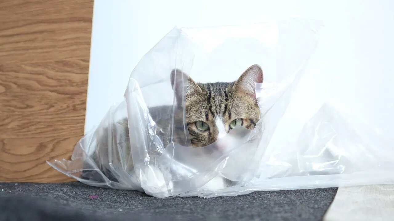 Cat Has Hidden and Thinks I Cannot See Him