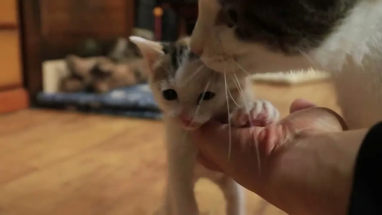The Mother Cat Is Sleepy