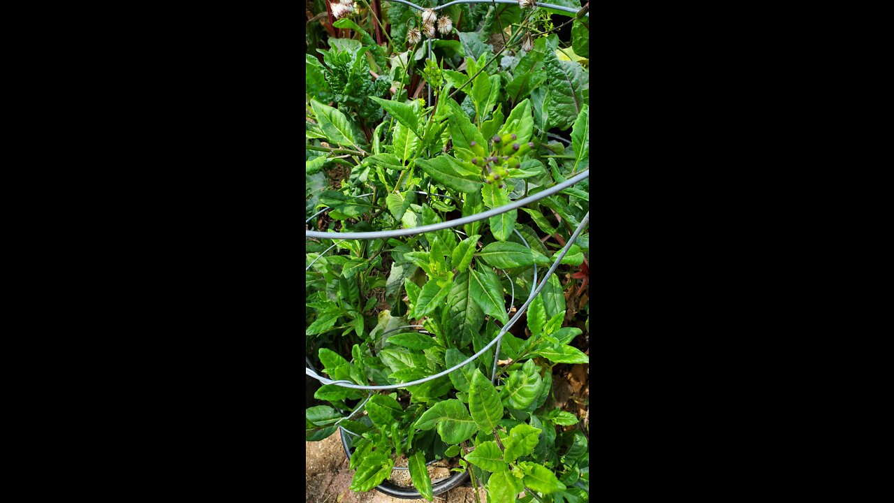 Okinawa Spinach simple propagation