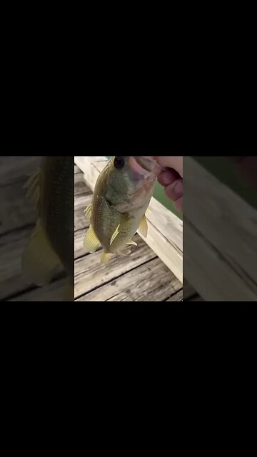 Golf course largemouth bass!