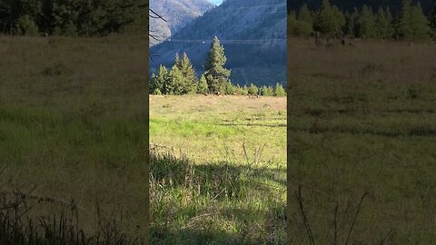 Elk resting in the sun this morning