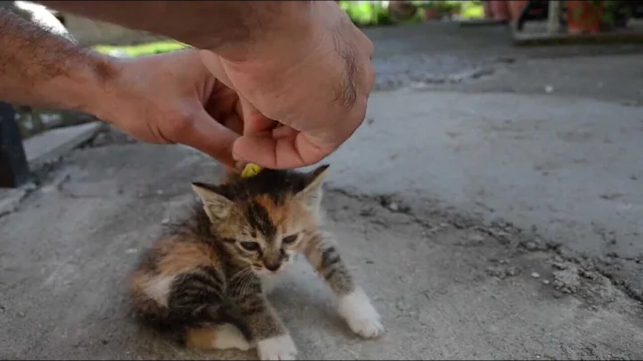 How to Power Off a cat