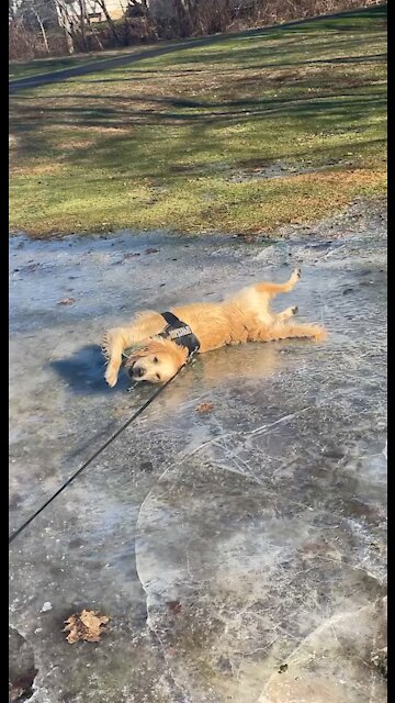 Funny Golden Retriever