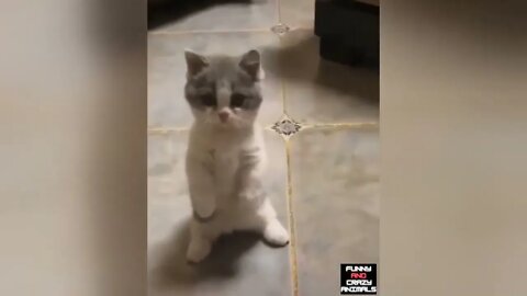 Ethiopian Funny CUTE CATS DOING FUNNY THINGS 😻 Best Of The 2021 Animal Videos