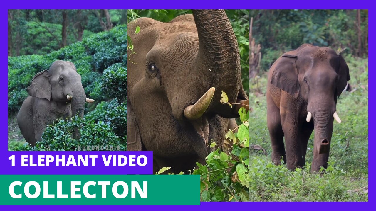 1 elephant video collection