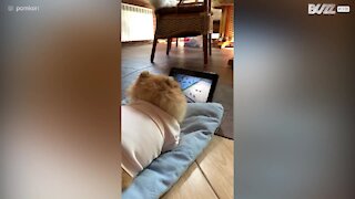 Ce chien regarde son film préféré